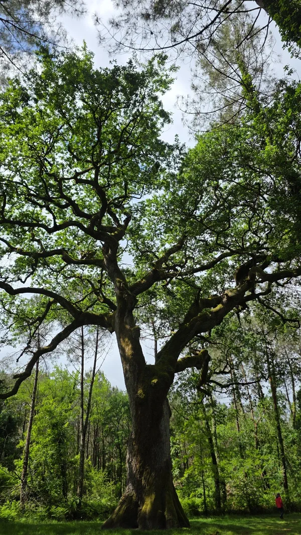 Le chêne de Nerthe et la forêt d'Abesse