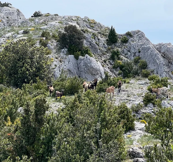 Croix de provence par le sentier des Plaideurs