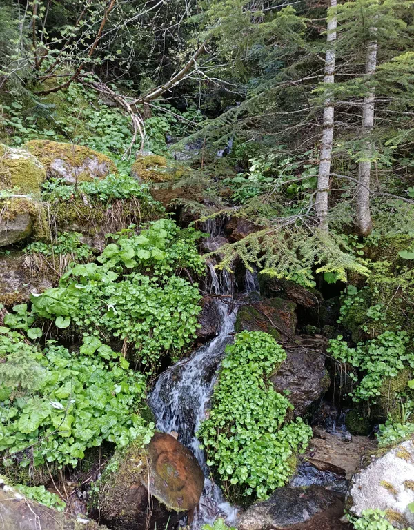 Petite balade en Vallée du Boréon