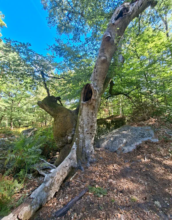 Fontainebleau Forest and spectacular Apremont Gorges