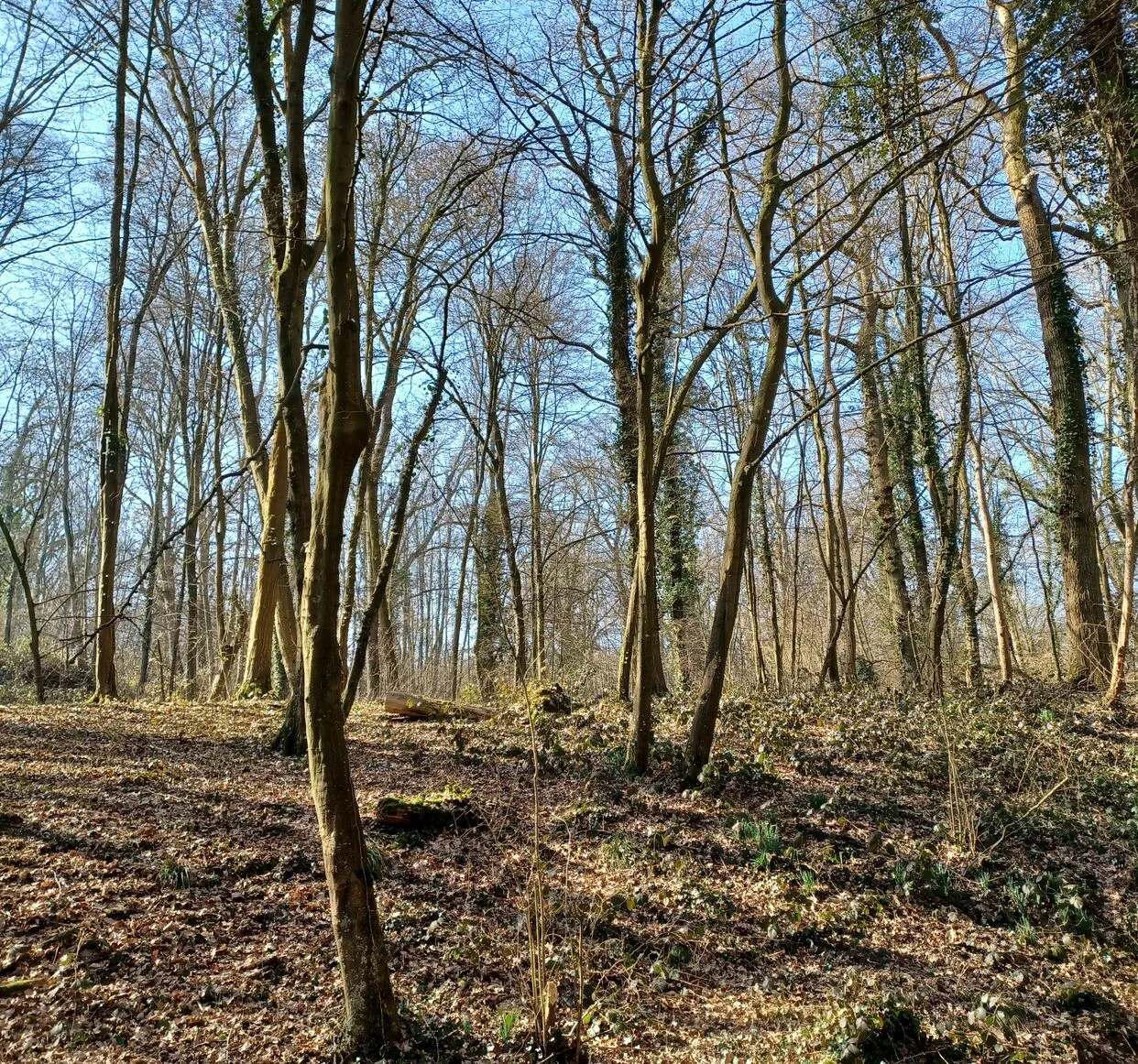 Sentier forestier ensoleill&eacute; avec des arbres nus et des feuilles mortes au sol. Pontoise - Val-d'Oise. France