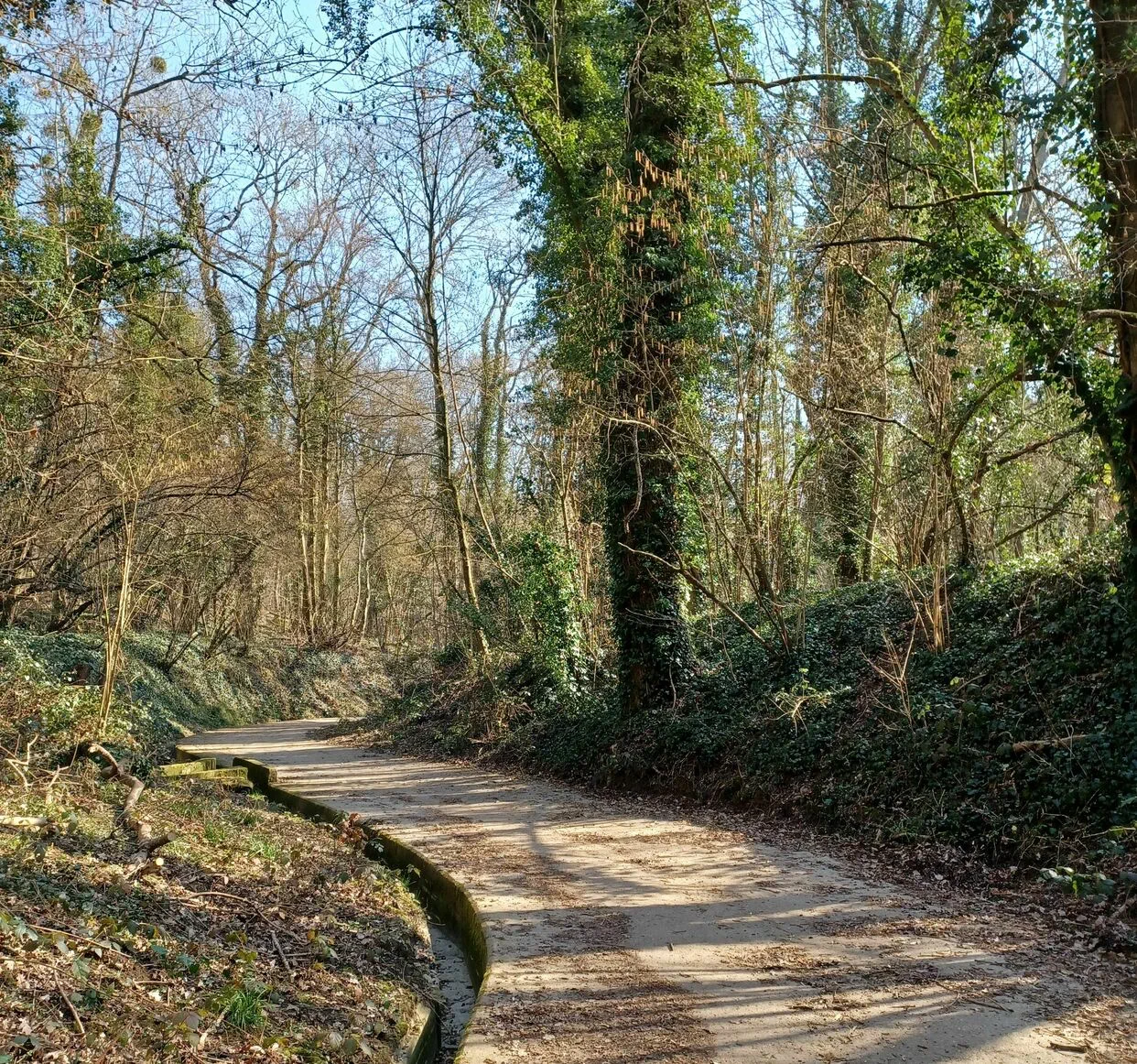 Chemin de randonn&eacute;e sinueux traversant une for&ecirc;t luxuriante, avec des arbres feuillus et des buissons verdoyants sur les c&ocirc;t&eacute;s, sous un ciel bleu clair. Pontoise - Val-d'Oise. France