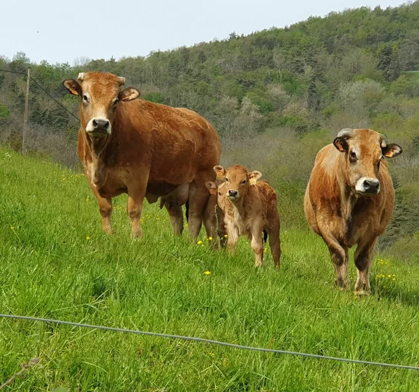 Belle sortie à Saint-Didier-sous-Riverie