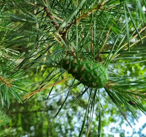 Balade en forêt d'Évreux