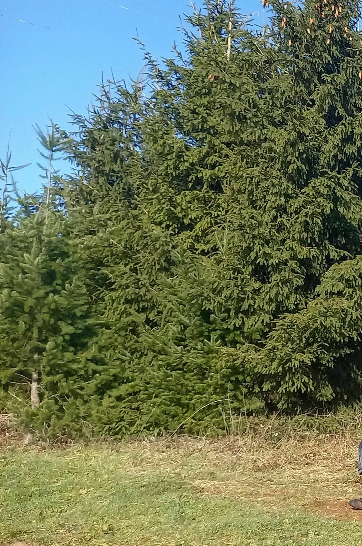 rammersmatt-petit-tour-dans-les-champs