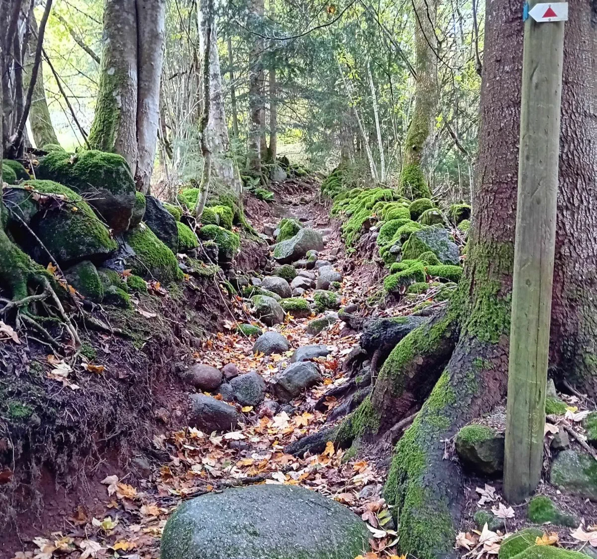 Lac de Gérardmer et la Roche du Renard — free download