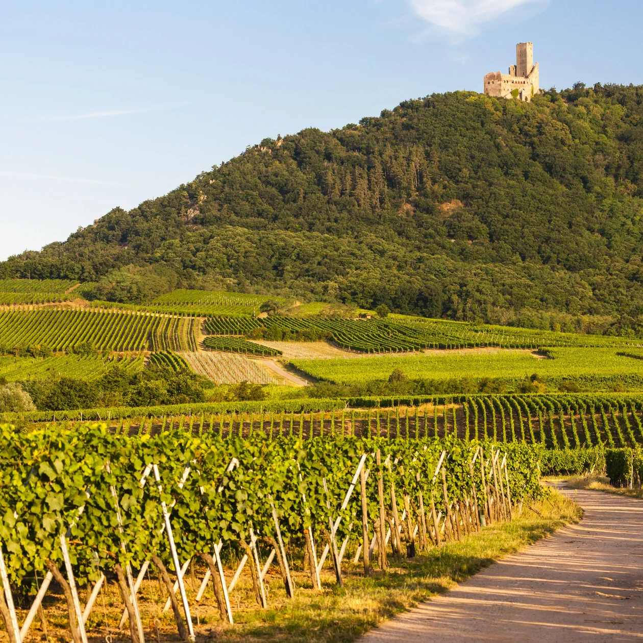 Randonnées dans le Bas-Rhin