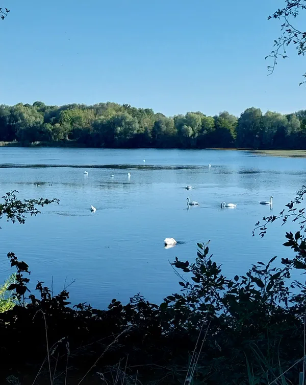Tour du lac du Hron et calme  Villeneuve-d'Ascq