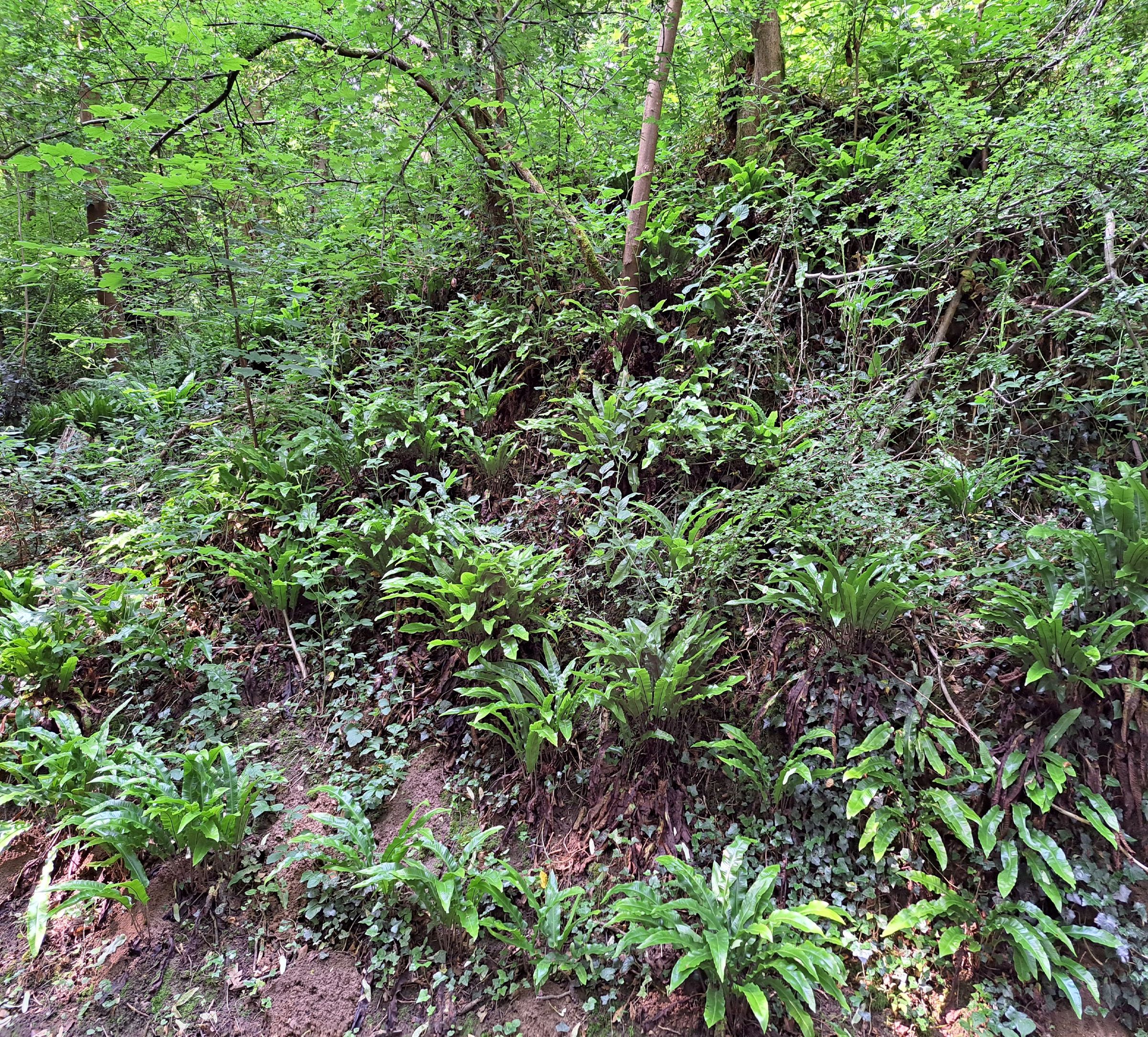 Sentier de randonn&eacute;e forestier luxuriant avec de nombreuses foug&egrave;res et de la v&eacute;g&eacute;tation dense sur une pente. Pontoise - Val-d'Oise. France