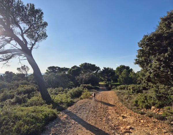 Balade dans les forêts communales de Piolenc et Mornas