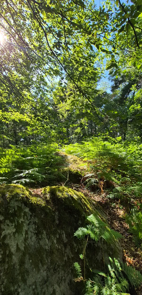 Barbizon Rocher Forêt de Fontainebleau et spectaculaires gorges d'Apremont
