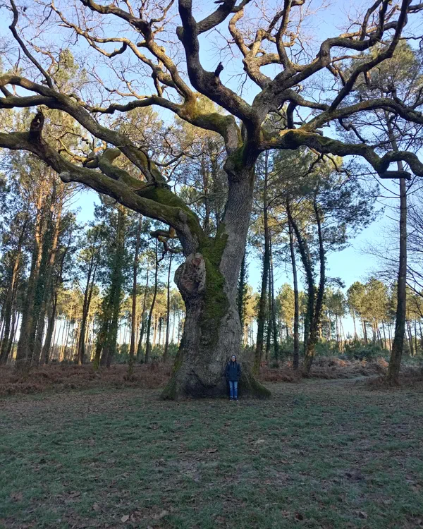 Le chêne de Nerthe et la forêt d'Abesse