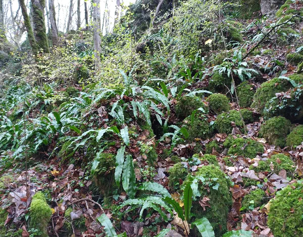 Sortie nature entre la Bôve, le Côna et le parc des Roches