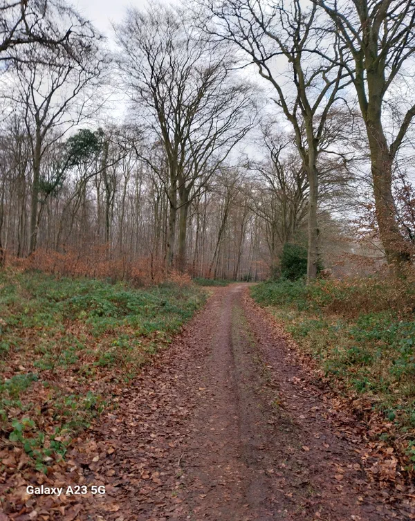 montigny-et-s-ance-de-c-lins-aux-arbres-en-for-t-de-roumare