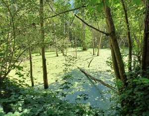 File:Carte postale - Chaville - Etang des Ecrevisses - 9FI-CHA 675.jpg - Wikimed
