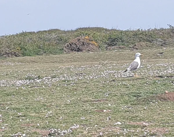Groix à vélo Boucle 4 - Pen Men