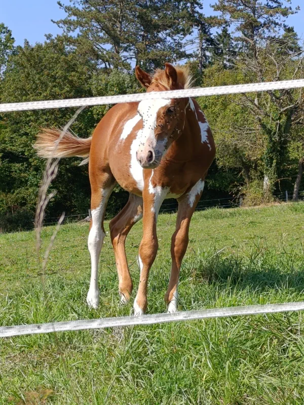Cheval Pie Roux Autour du Plateau d'Écrouves par le Bois de Mortemoselle