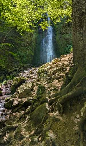 Activité de paires : les animaux de la forêt Activité de paires : les animaux de la forêt