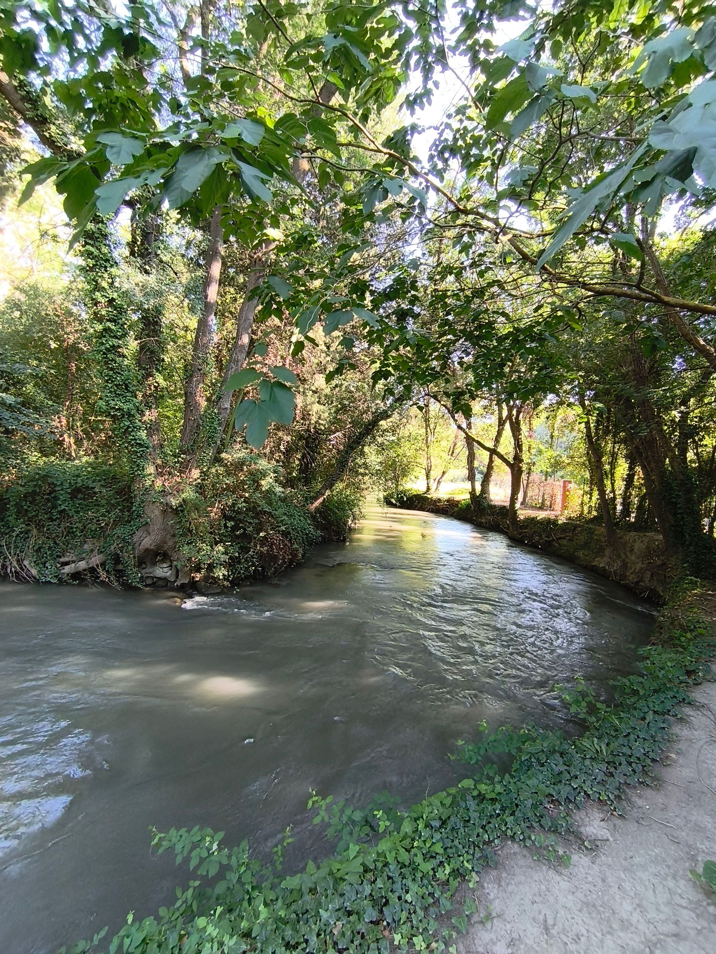 Trg