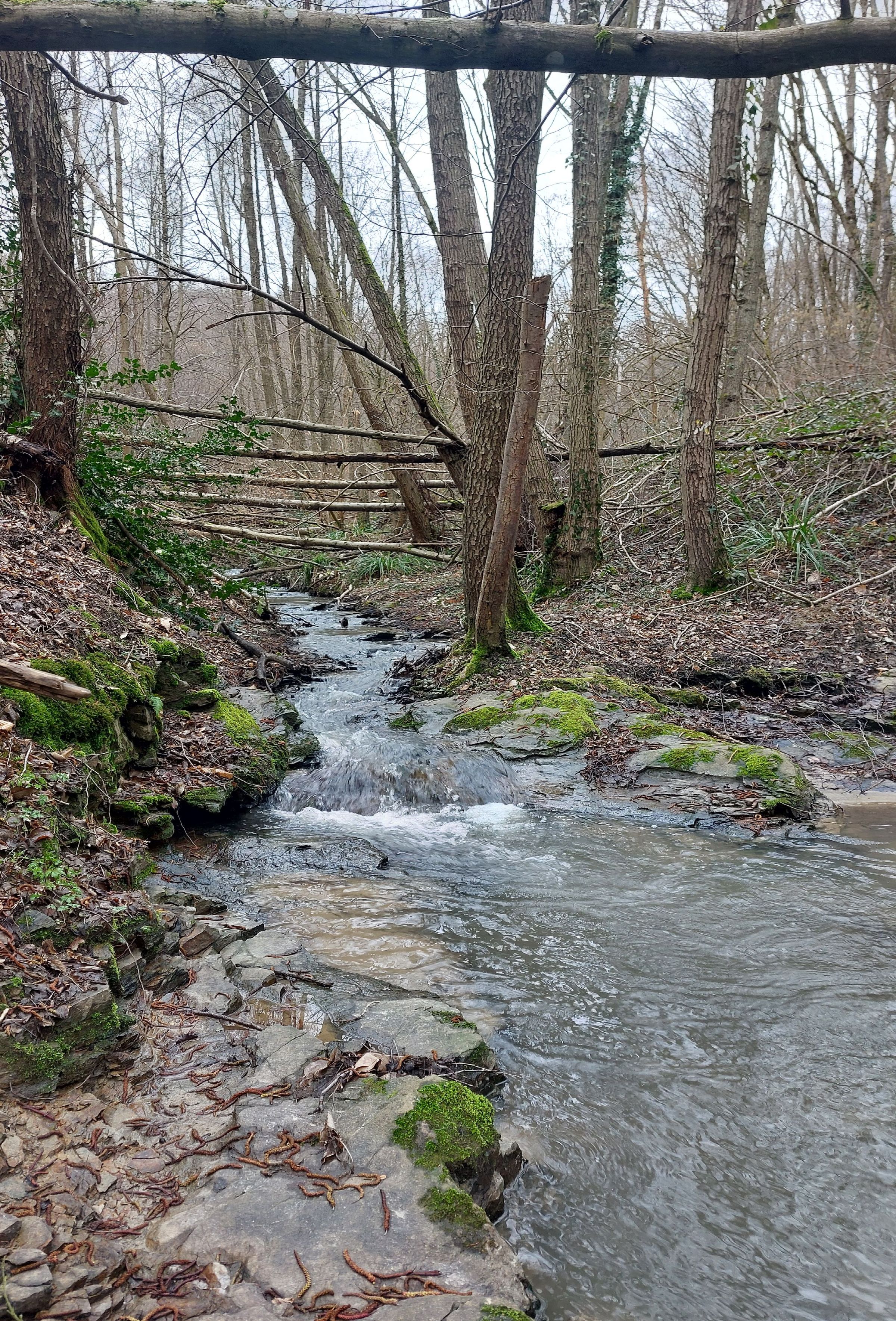 Un ruisseau traverse une forêt avec un pont de bois rustique en arrière-plan. Saint-Romain-en-Gal - Rhône. France