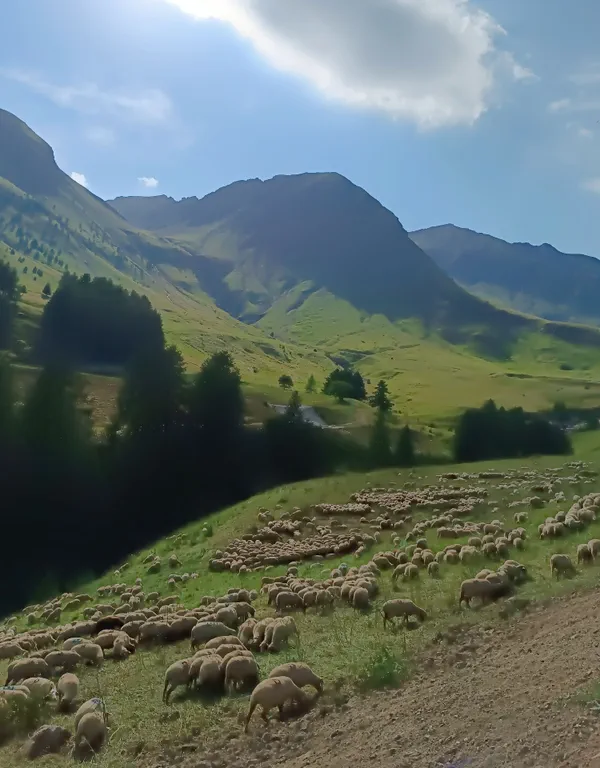 Sentier des marmottes- La Foux d Allos