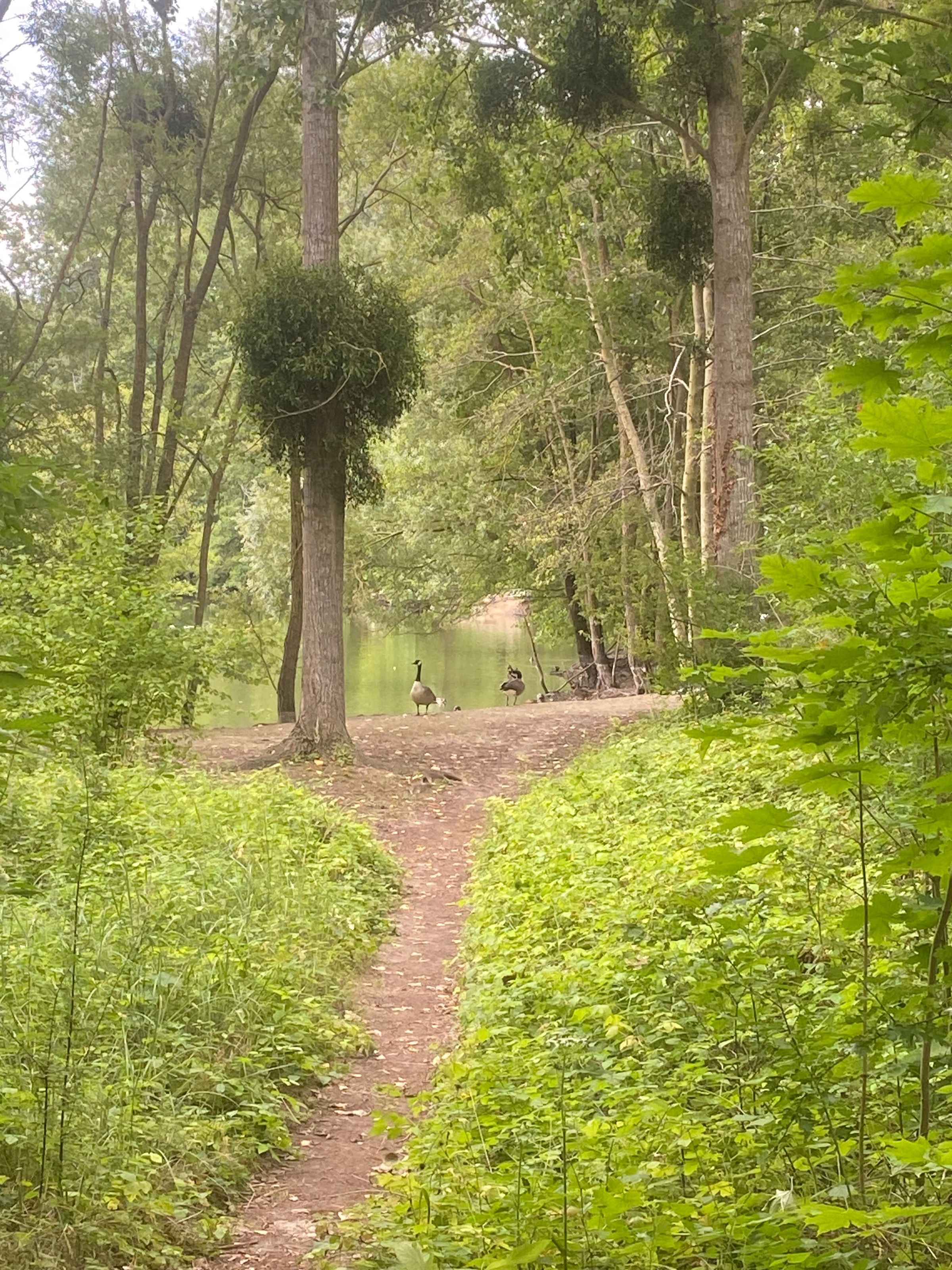 Sentier de randonn&eacute;e sinueux traversant une for&ecirc;t luxuriante avec un &eacute;tang paisible en arri&egrave;re-plan o&ugrave; nagent des oies.