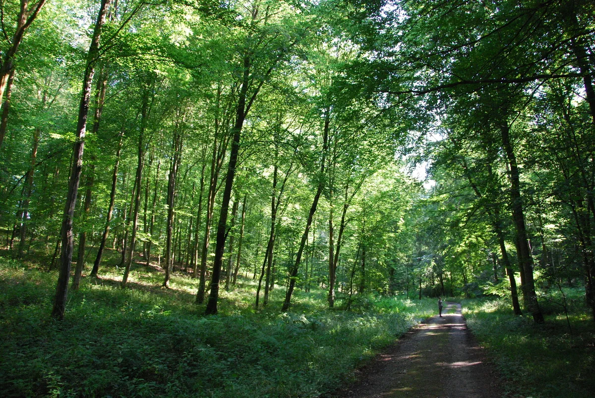Promenonsnous dans les bois sur les traces des bêtes à bois — free download