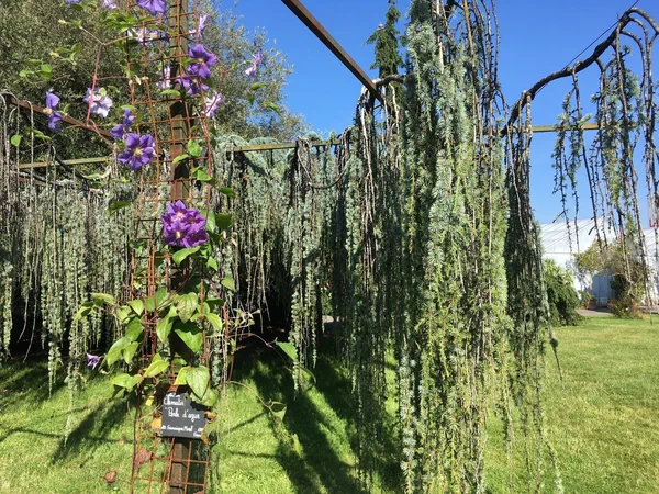 Jardin des plantes d'Orlans et ses trsors olfactifs