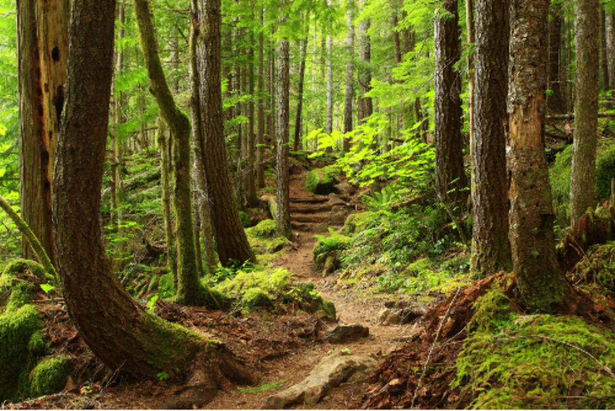 Marcher en forêt de Lyons et étreindre un hêtre