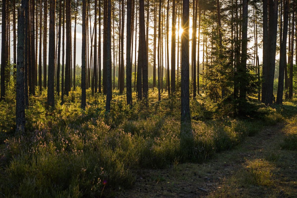 Forêt des Landes à Villendraut et ses secrets naturels