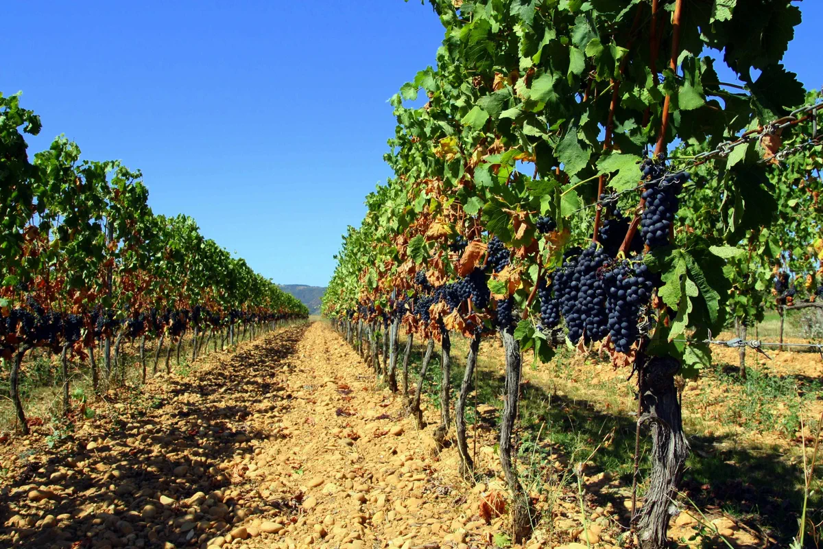 Vignes et forêt entre Marsas et Gauriaguet