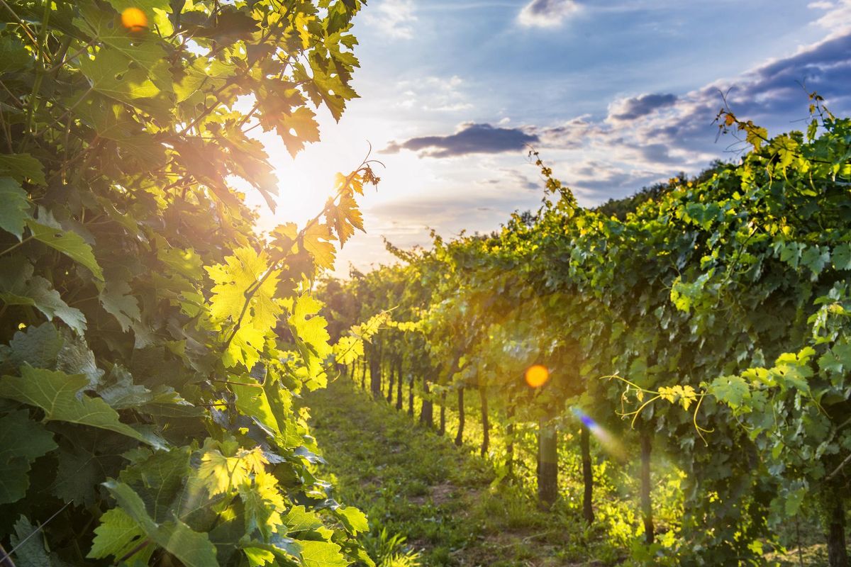 Layon Rablay Le vignoble Angevin avec les écoliers de Rablay-sur-Layon