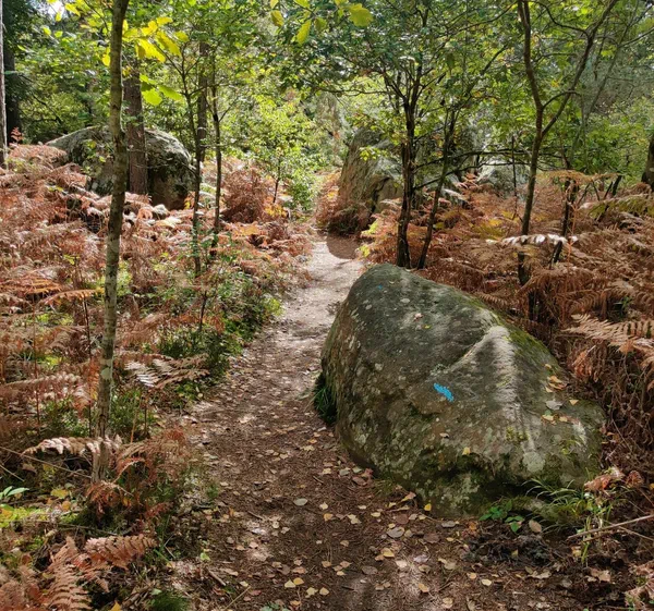 Barbizon Rocher Randonnée Sud Fontainebleau vers rocher d'escalade Barbizon