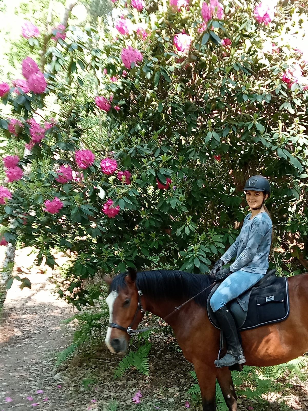 Les rhododendrons de La Chapelle-Longueville