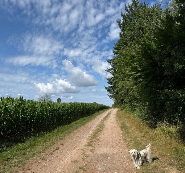 Balade entre lac de Bouzey, forêt et champs — free download