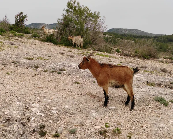 Le chemin de Mimet par la Diva