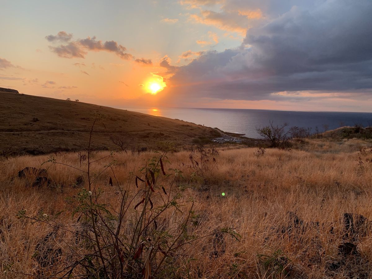 balade-dans-la-savane-de-saint-paul