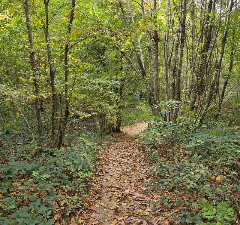 St Alban : golf et sous-bois