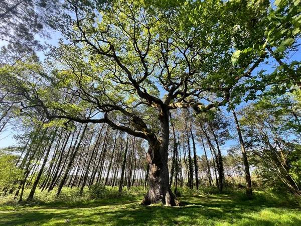 Le chêne de Nerthe et la forêt d'Abesse